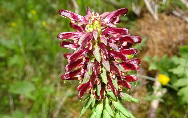 Pedicularis recutita (Orobanchaceae)